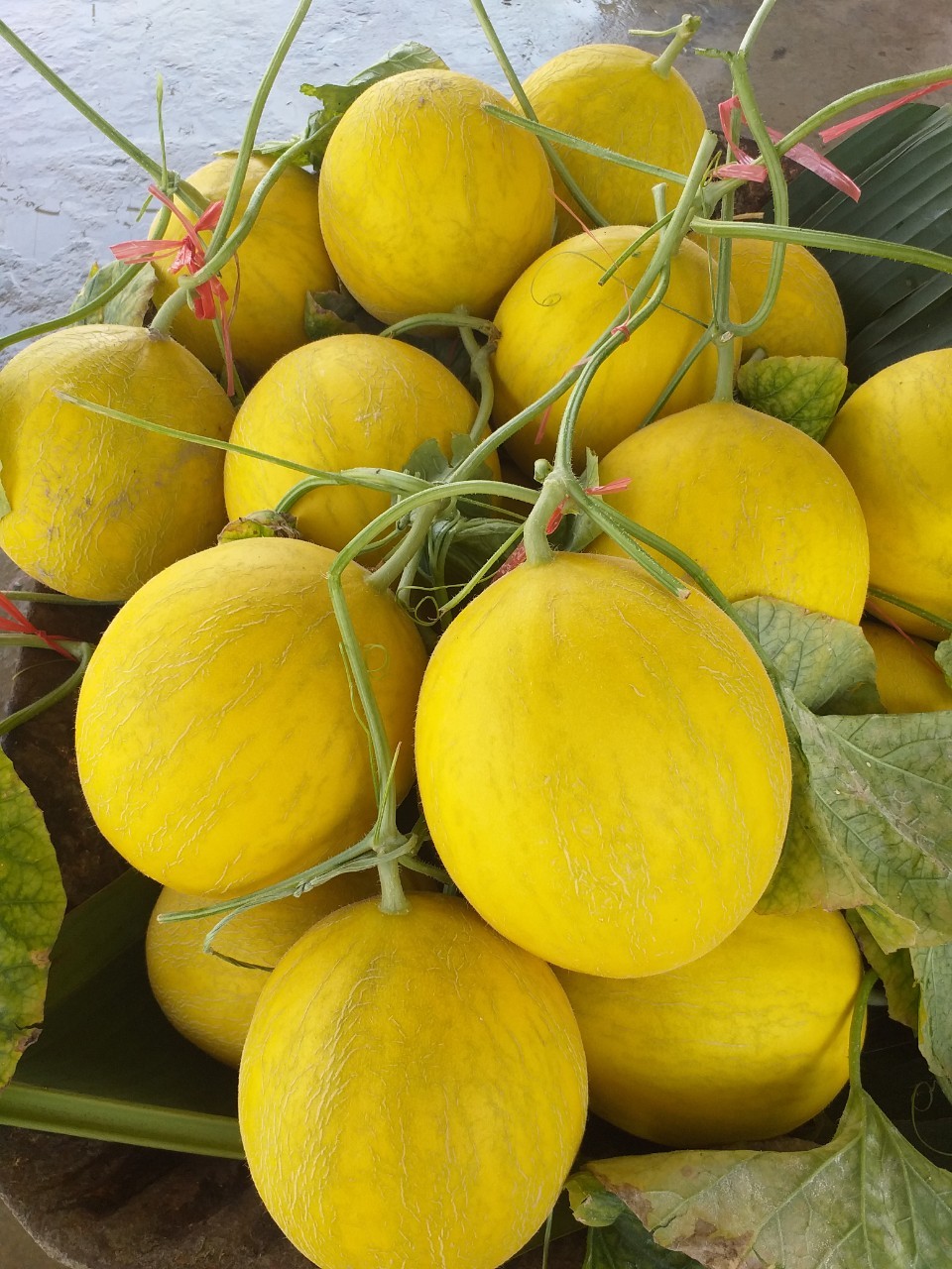 Product Info Image 6